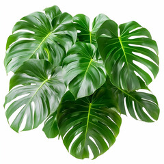 Lush Monstera deliciosa leaves, studio shot, white background, home decor
