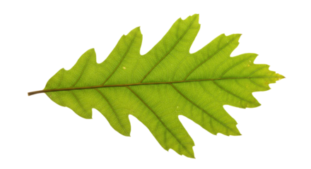 Close-up of a vibrant green oak leaf, showcasing intricate details and textures.