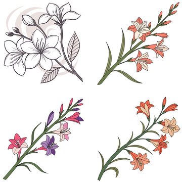 A gladiolus stem icon with multiple flowers blooming along the 
stalk