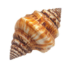 Fototapeta premium Detailed close-up of a spiral seashell with intricate patterns