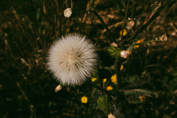 A fluffy dandelion seed head close-up view, showcasing its delicate structure and detail, with a soft, blurred background of green. Summertime nature.