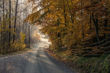 Autumn path through the forest in Scandinavia, Norway. Bucolic picturw