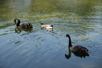 Two black swans and a mallard duck swimming in a calm lake