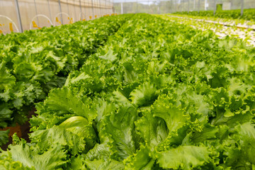 Napa cabbage, which are commonly grown in greenhouses. Greenhouses create a controlled environment...