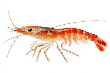 Isolated prawn close up studio shot on white background