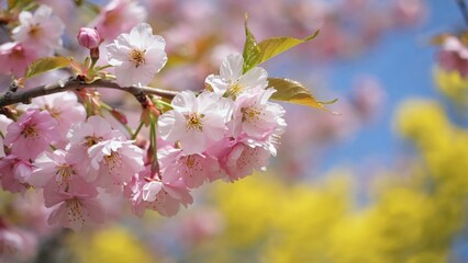 Fototapeta premium Vivid pink flowers of cherry tree during spring season. Sweet and innocent natural beauty.