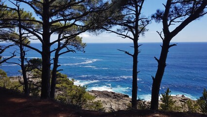 Obraz premium An idyllic coastal scene with trees and a serene body of water, possibly an inlet or lagoon. The beach is rocky with scattered vegetation near the shoreline.