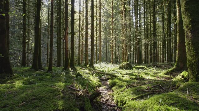 fpv drone flying slowly and low over small river in pine forest in Vosges on a sunny spring day