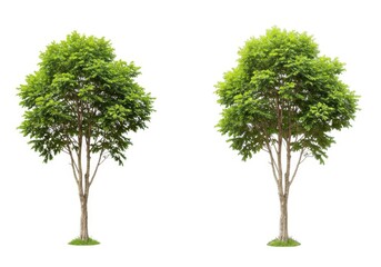 Obraz premium Isolated green trees foliage nature environment botany park isolated on white background