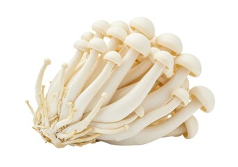 Fresh enoki mushrooms fungus edible food ingredient closeup isolated on white background