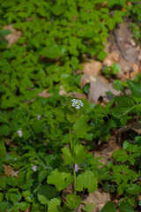 Intimate close-up reveals vibrant serrated green leaves and delicate white blossoms, radiating pure botanical charm and organic elegance.