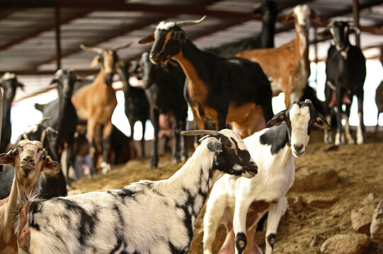 varias cabras en el corral