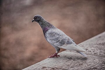 fotografía de paloma