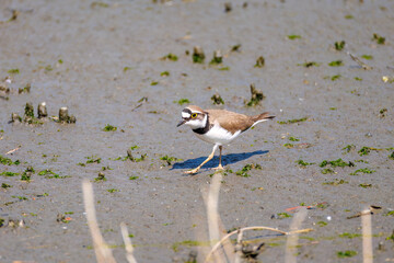 美しいコチドリ（チドリ科）
英名学名：Little ringed plover, Charadrius dubius
東京都大田区東京港野鳥公園-2025年
