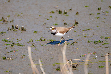 美しいコチドリ（チドリ科）
英名学名：Little ringed plover, Charadrius dubius
東京都大田区東京港野鳥公園-2025年
