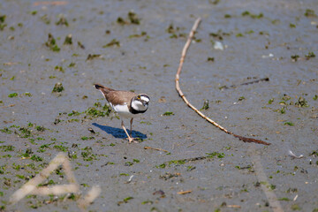 美しいコチドリ（チドリ科）
英名学名：Little ringed plover, Charadrius dubius
東京都大田区東京港野鳥公園-2025年
