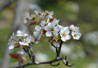 Obraz premium ナシ 大原紅