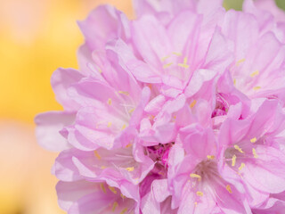 アルメリアのピンク色の花のアップ02