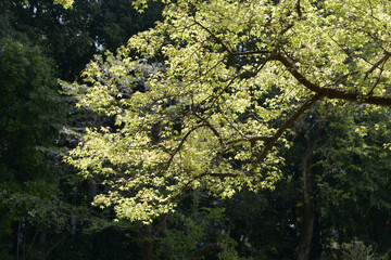 フウの木の若葉