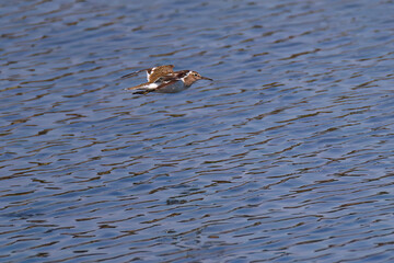 飛翔する美しいコガモ（カモ科）他の群れ
英名学名：Common Teal (Anas crecca, family comprising Mareca ducks)
東京都大田区東京港野鳥公園-2025年
