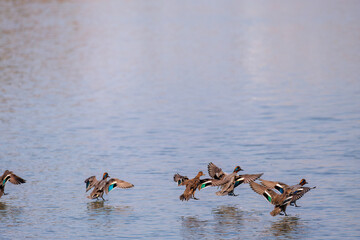 飛翔する美しいコガモ（カモ科）他の群れ
英名学名：Common Teal (Anas crecca, family comprising Mareca ducks)
東京都大田区東京港野鳥公園-2025年
