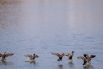 飛翔する美しいコガモ（カモ科）他の群れ
英名学名：Common Teal (Anas crecca, family comprising Mareca ducks)
東京都大田区東京港野鳥公園-2025年
