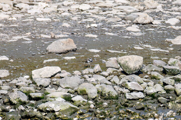 飛翔する
美しいコチドリ（チドリ科）
英名学名：Little ringed plover, Charadrius dubius
東京都大田区東京港野鳥公園-2025年
