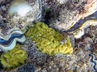 Favites is a genus of polyp stony corals in the family Merulinidae