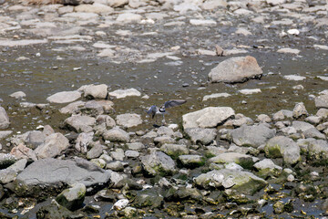 飛翔する
美しいコチドリ（チドリ科）
英名学名：Little ringed plover, Charadrius dubius
東京都大田区東京港野鳥公園-2025年

