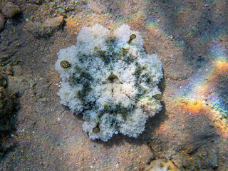 Upside-down jellyfish (cassiopea andromeda) in the Red Sea.
