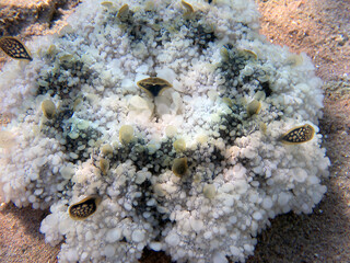 Upside-down jellyfish (cassiopea andromeda) in the Red Sea.
