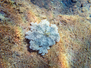 Upside-down jellyfish (cassiopea andromeda) in the Red Sea.

