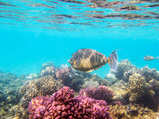Short-nosed unicornfish fish - Naso brevirostris