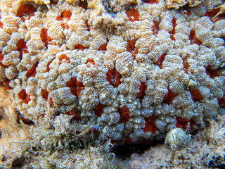 Unique white/red Acanthastrea LPS coral, underwater photography into the Red sea