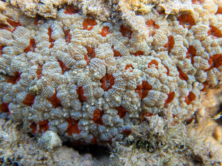 Unique white/red Acanthastrea LPS coral, underwater photography into the Red sea