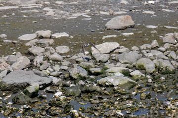 飛翔する
美しいコチドリ（チドリ科）
英名学名：Little ringed plover, Charadrius dubius
東京都大田区東京港野鳥公園-2025年
