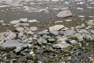 飛翔する
美しいコチドリ（チドリ科）
英名学名：Little ringed plover, Charadrius dubius
東京都大田区東京港野鳥公園-2025年
