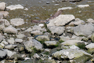 飛翔する
美しいコチドリ（チドリ科）
英名学名：Little ringed plover, Charadrius dubius
東京都大田区東京港野鳥公園-2025年
