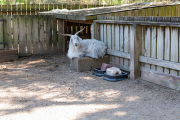 Long-Haired Goat at Rest