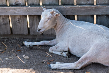 A white sheep lies in the shade against a wooden fence, eyes closed in peaceful rest, on a quiet farm afternoon.