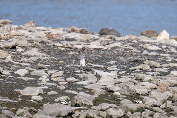 飛翔する
美しいコチドリ（チドリ科）
英名学名：Little ringed plover, Charadrius dubius
東京都大田区東京港野鳥公園-2025年
