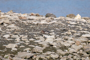 飛翔する
美しいコチドリ（チドリ科）
英名学名：Little ringed plover, Charadrius dubius
東京都大田区東京港野鳥公園-2025年
