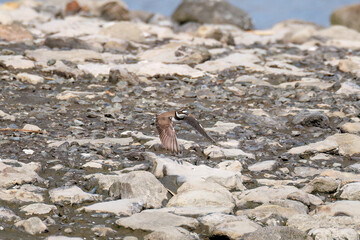飛翔する
美しいコチドリ（チドリ科）
英名学名：Little ringed plover, Charadrius dubius
東京都大田区東京港野鳥公園-2025年
