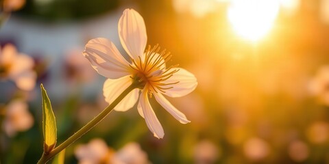 Obraz premium Blooming flower basking in warm sunset glow.