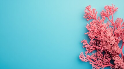 Pink coral decor on blue background, copy space, flatlay, summer, website banner