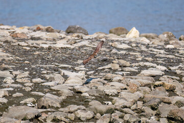 飛翔する
美しいコチドリ（チドリ科）
英名学名：Little ringed plover, Charadrius dubius
東京都大田区東京港野鳥公園-2025年
