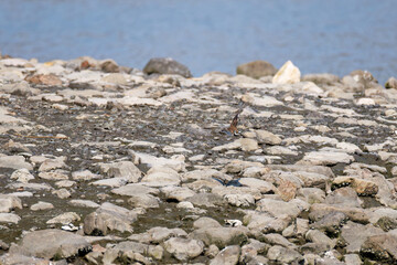 飛翔する
美しいコチドリ（チドリ科）
英名学名：Little ringed plover, Charadrius dubius
東京都大田区東京港野鳥公園-2025年
