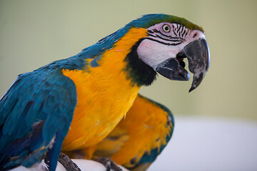 Loro con hermoso plumaje