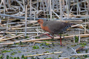 水辺の葦の間に隠れるヒクイナ（クイナ科）
英名学名：Ruddy-breasted Crake,...