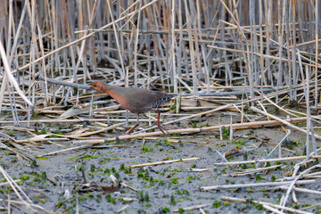 水辺の葦の間に隠れるヒクイナ（クイナ科）
英名学名：Ruddy-breasted Crake, Porzana fusca erythrothorax (Cuonidae)
東京都大田区東京港野鳥公園-2025年
